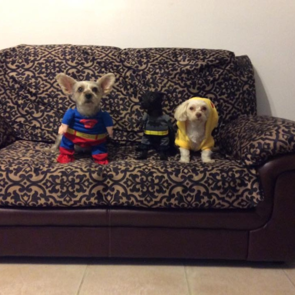 Meet your Posher, Jinny and her furbabies.